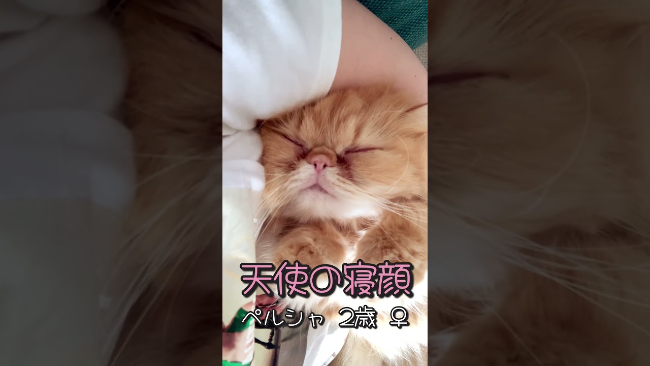 【ペルシャ猫】天使の寝顔