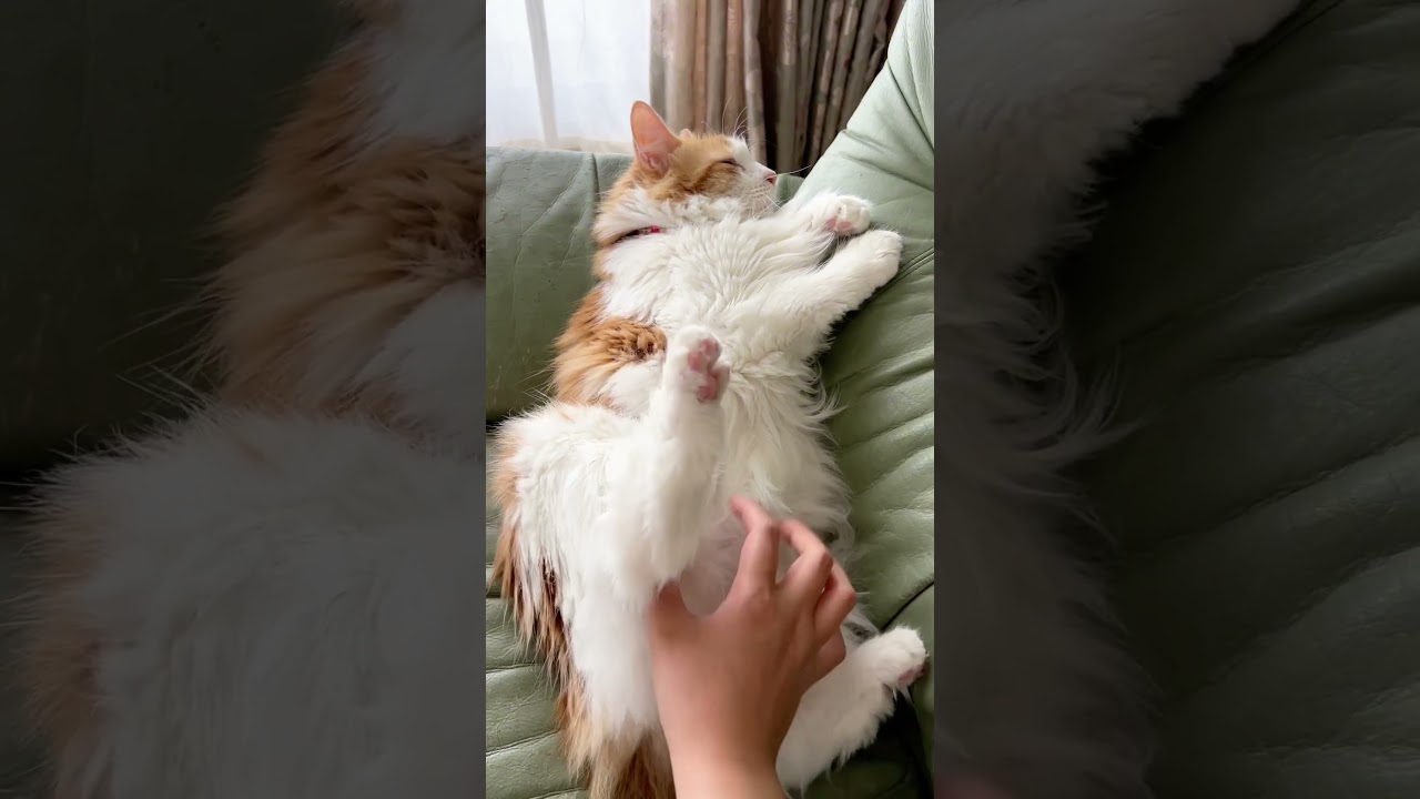 足が開いちゃう猫#shorts 【マリー（メインクーン）】