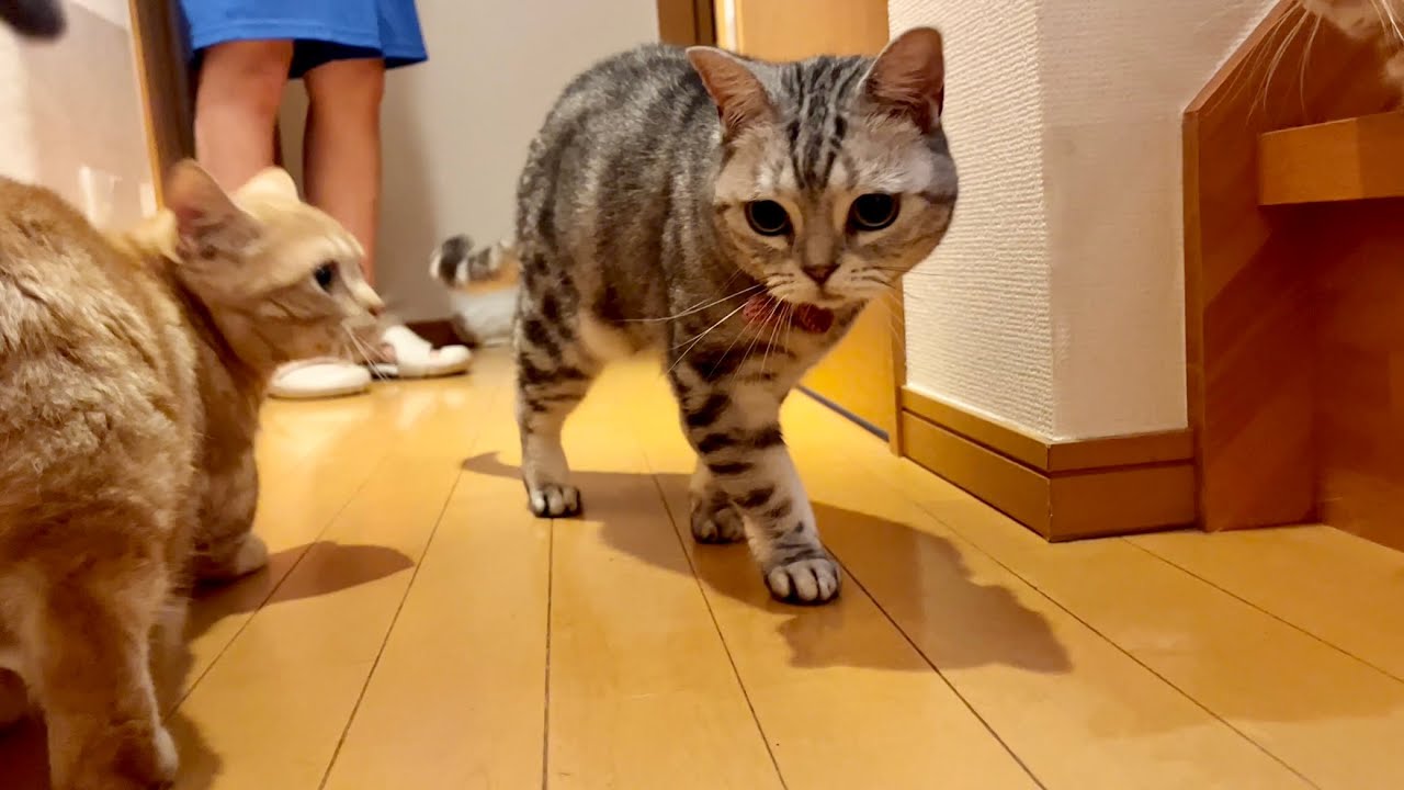 レーザーポインターにひとりだけ大はしゃぎのアメリカンショートヘアのあいちゃん