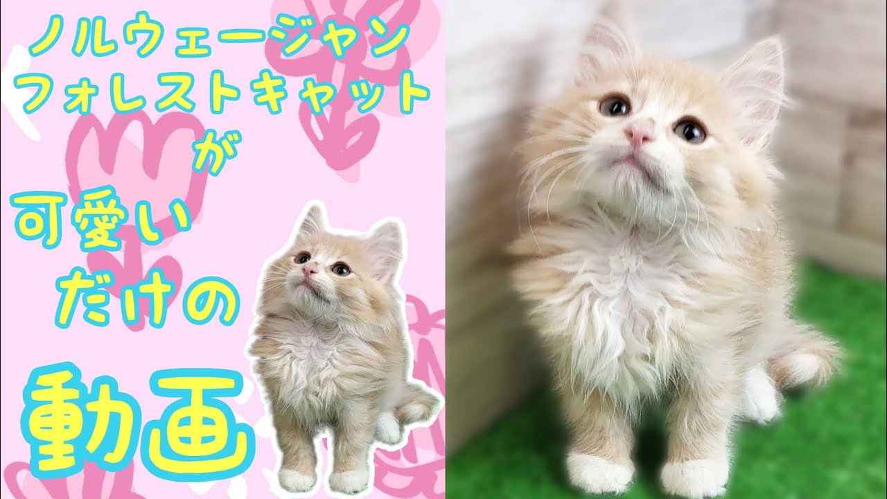 ノルウェージャンフォレストキャット・子猫【鶴見元宮店】