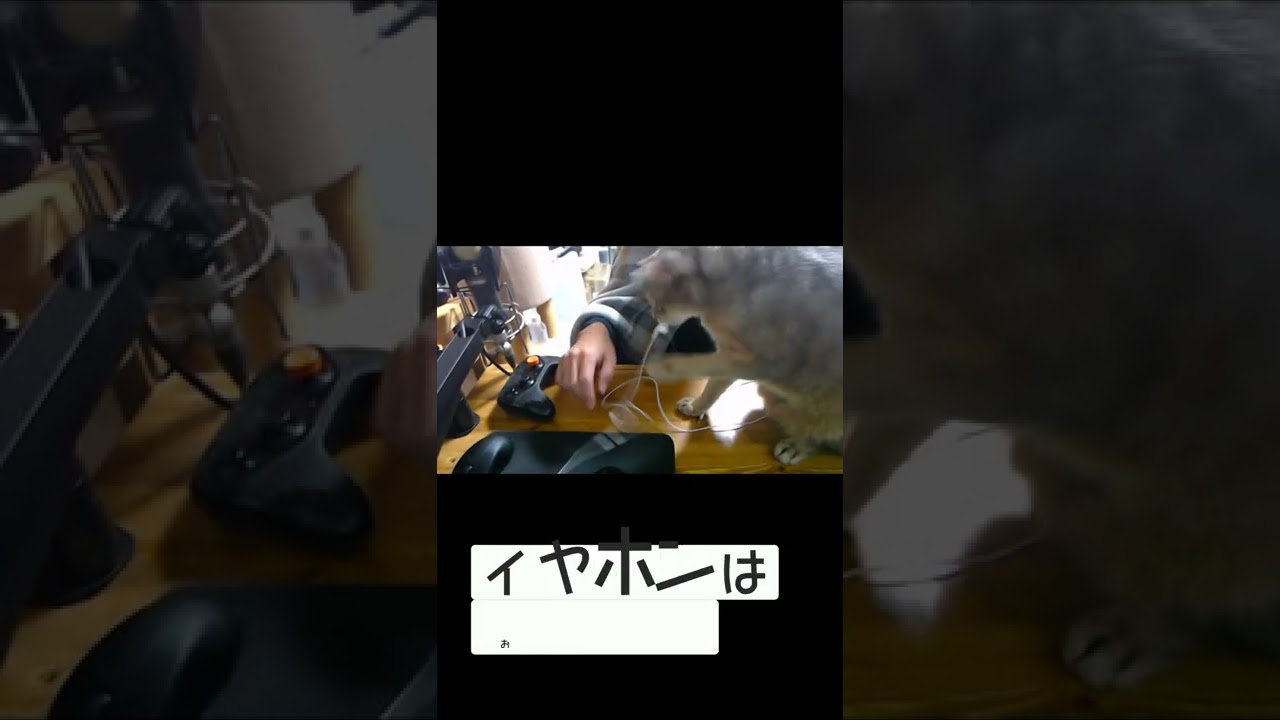 【アビシニアン】PC作業してると必ず起きる現象【ねこあるある】#shorts