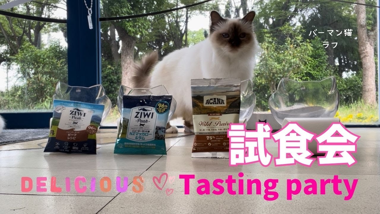 バーマン猫ラフとミカとガブ【試食会】Tasting party（バーマン猫）Birman/Cat