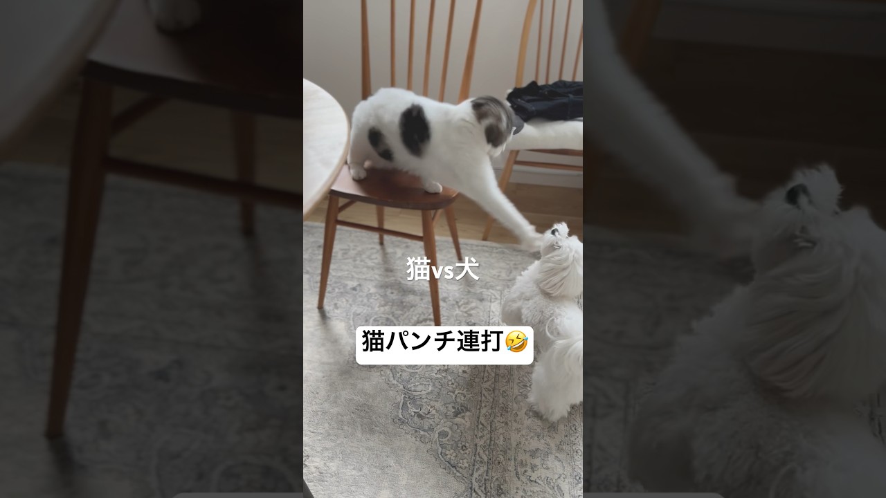 #犬と猫 #dog #マルプー #いぬ #スコティッシュフォールド #cat #dogandcats #dogvscat #shorts