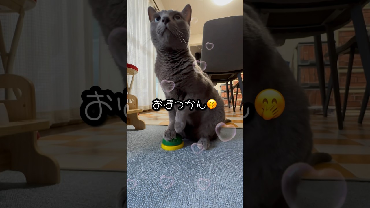 【ロシアンブルー】めろん今朝もいつものルーティーン、元気です😉【猫】#shorts