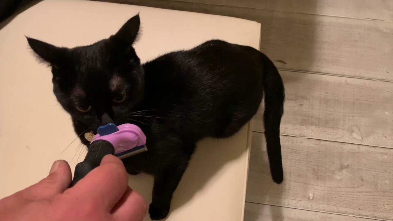 4匹の黒猫ボンベイファミリー☆ファーミネーターを使ってブラッシングしたら、特大猫玉ができた子猫ルーシー☆