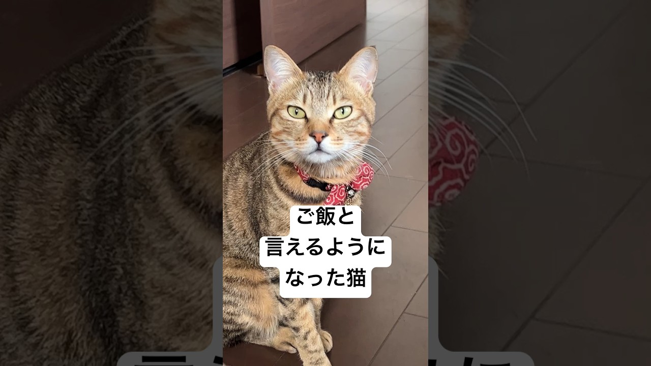しゃべる猫。#shorts  #ねこ  #猫好き