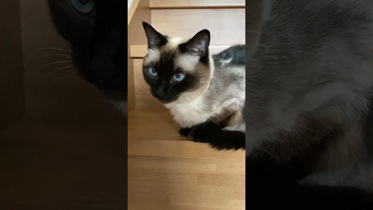 【2023.06.08】今日のシャム猫のふくさん（音無し）【たぬき猫】 #shorts