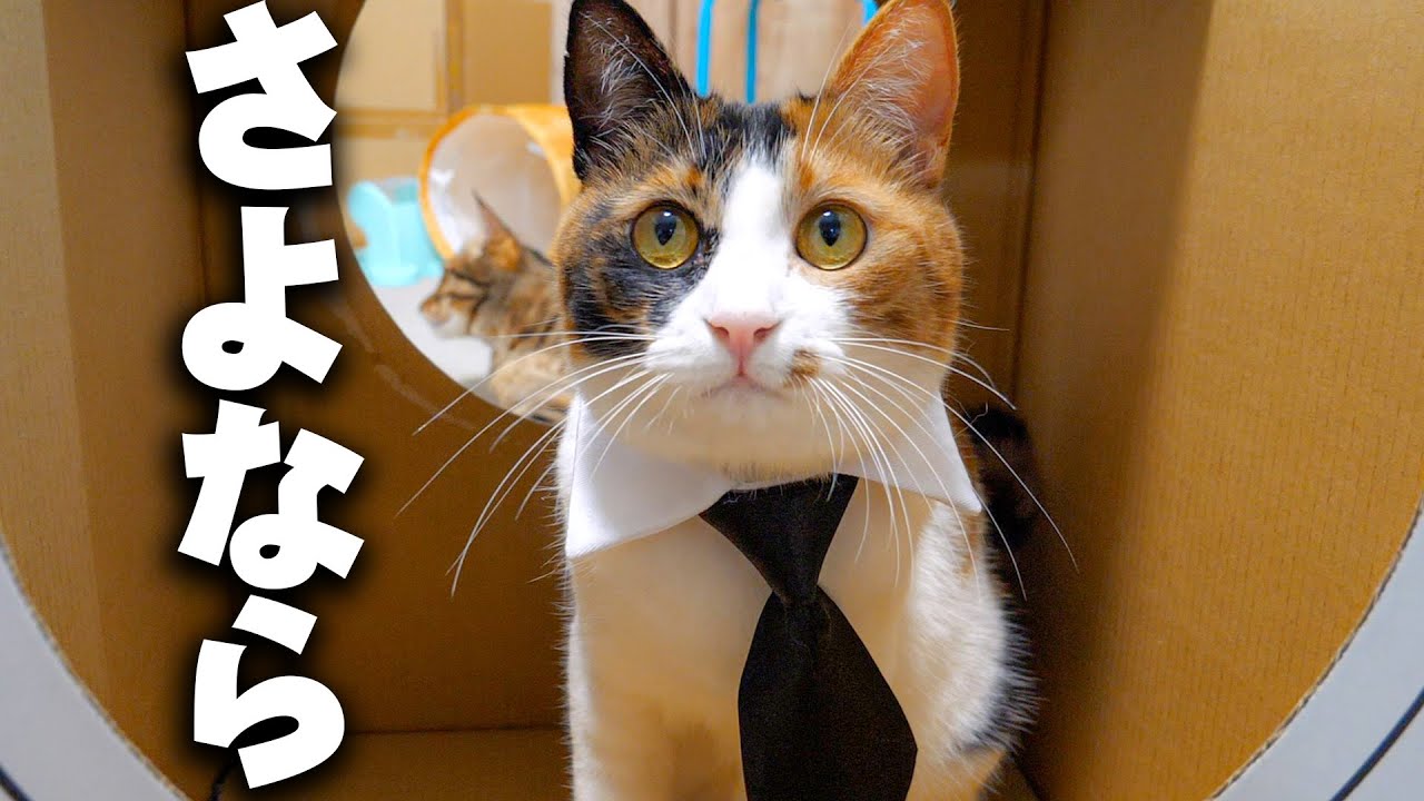 猫たちが本当に大好きだった〇〇とお別れすることになりました。