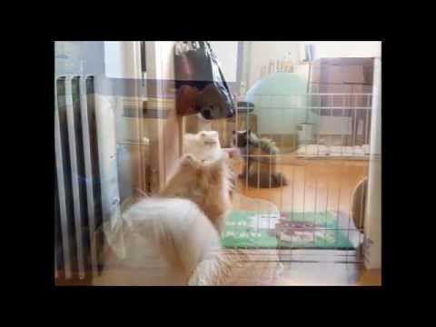 【ポメラニアンのシンバ】猫のヒマラヤンとの微妙な距離