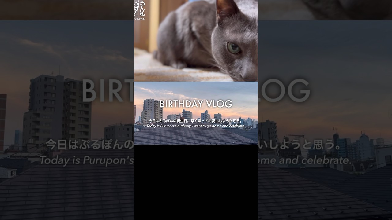 ぷるぽんと私ep8雄猫8歳のバースデー#shorts#猫#ロシアンブルー #cat #russianblue