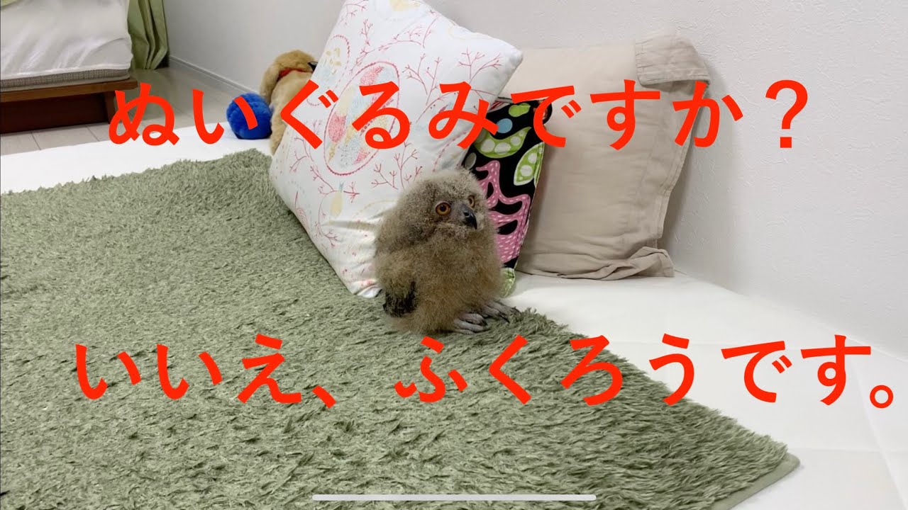 【ベンガルワシミミズク】#11 フクロウの雛の日常 everyday life of indian eagle-owl chick