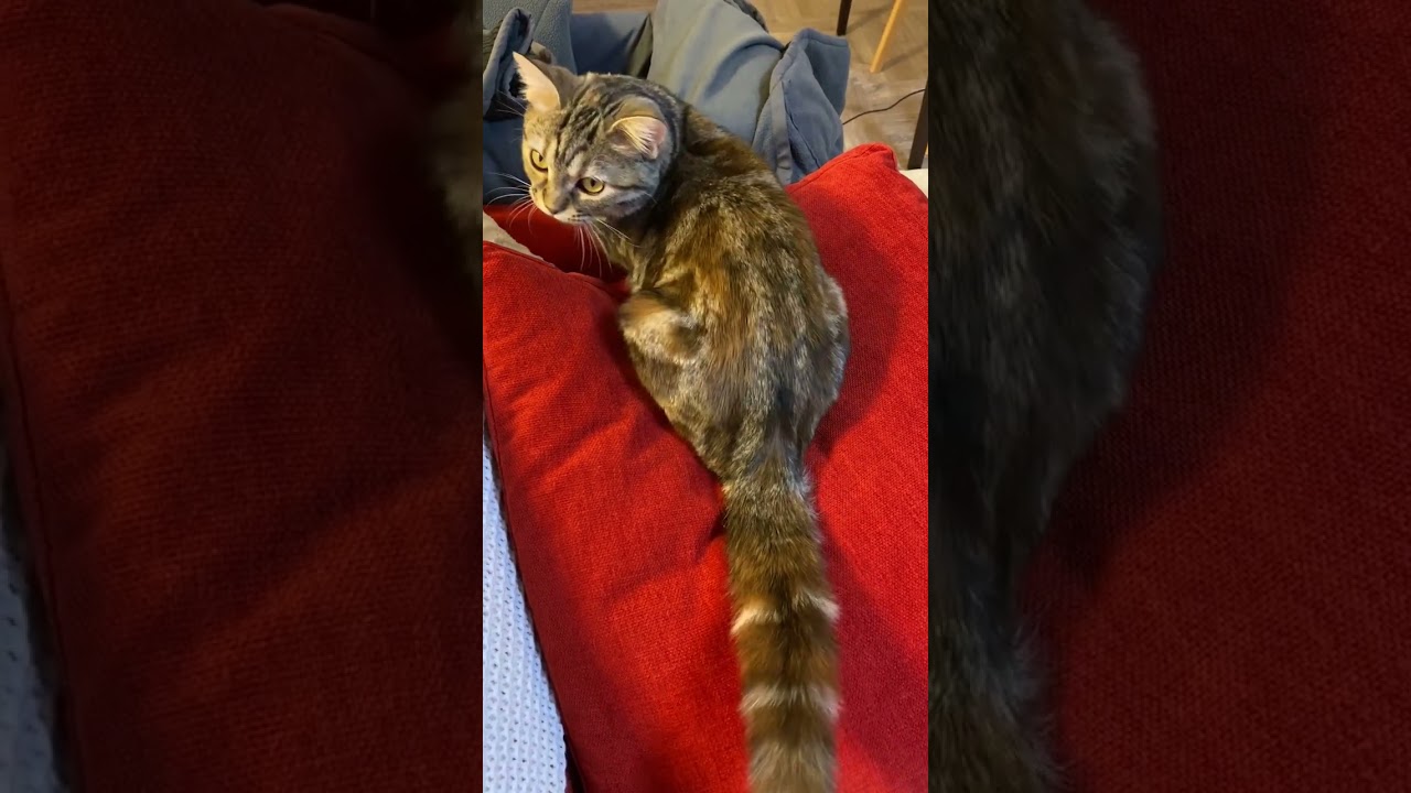 子猫の尻尾がだんだん立派になって来ました　#short