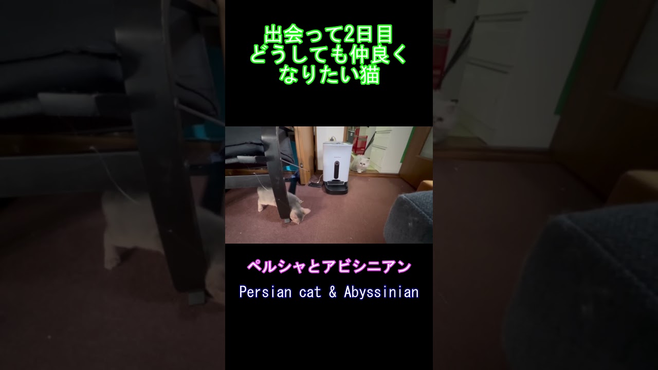 出会って2日目 どうしても仲良くなりたい猫 ペルシャとアビシニアン Persian cat & Abyssinian