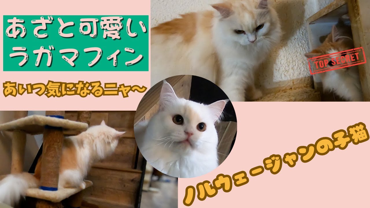 あざと可愛いラガマフィンのスタッフ猫　遊びたいのに気になるあの子（保護猫カフェ猫の木）十三駅 cute yet cunningI'm curious about the ragamuffin cat