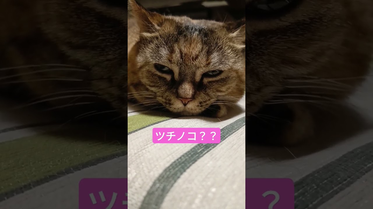 ツチノコみたいな短足マンチカンぴーち🐱🍑 #ねこ #マンチカン #短足マンチカン #きじとら #動画 #ツチノコ #cat #munchkin #animal #shorts