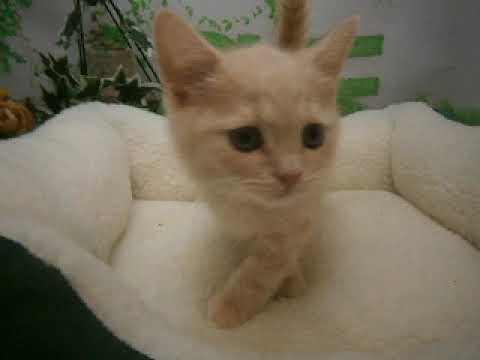 628255 ブリティッシュショートヘアー