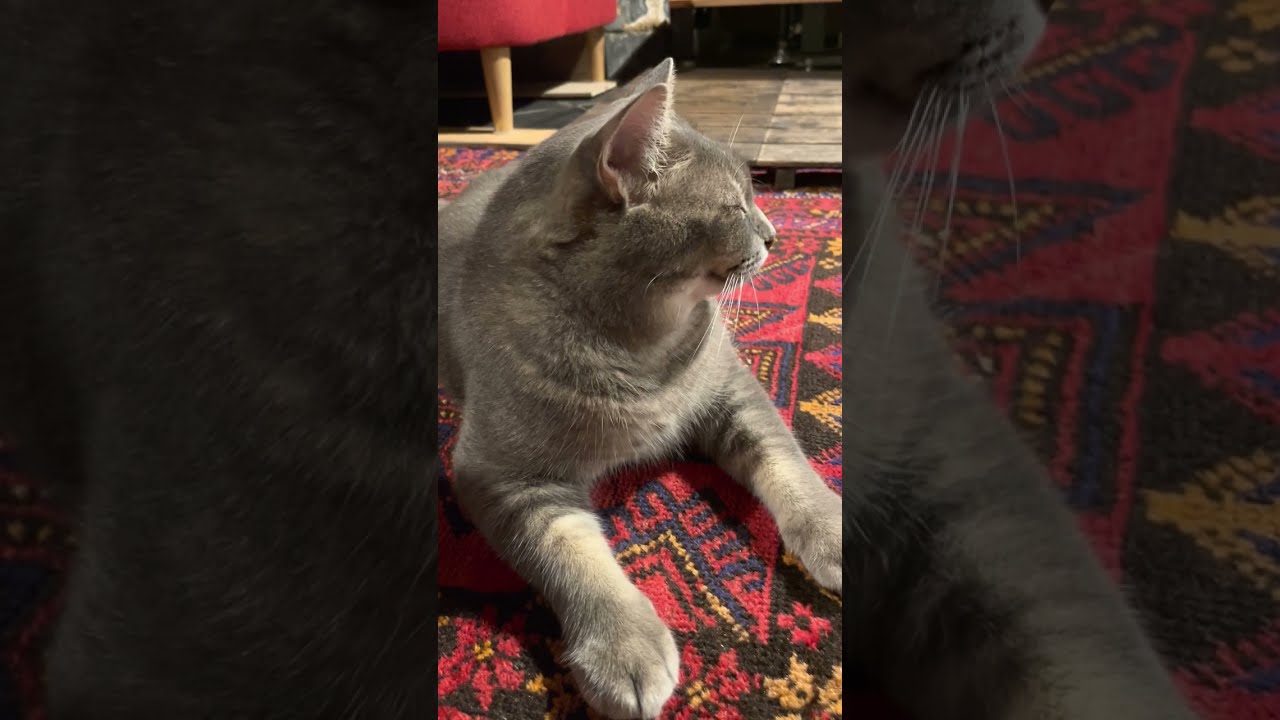 #風の猫　もうどうしたって..　眠くて眠くてしょうがない猫…　#shorts