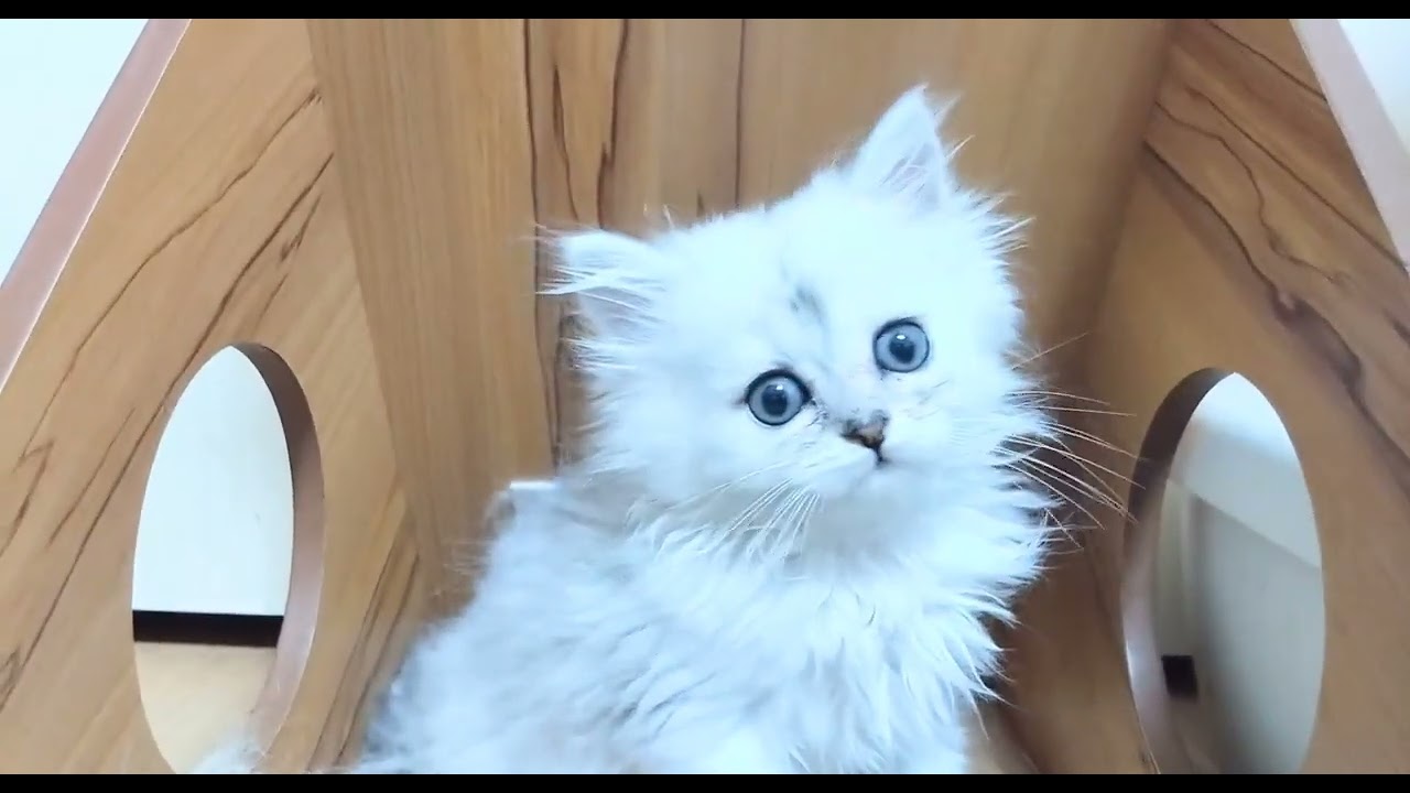 ペルシャ（チンチラ） チンチラシルバーの男の子♡