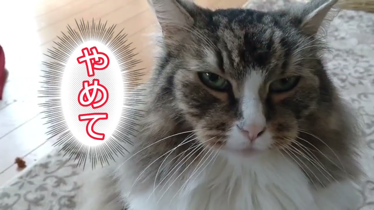 僕で遊ばないで～母さんに遊ばれるノルウェージャンフォレストキャット～