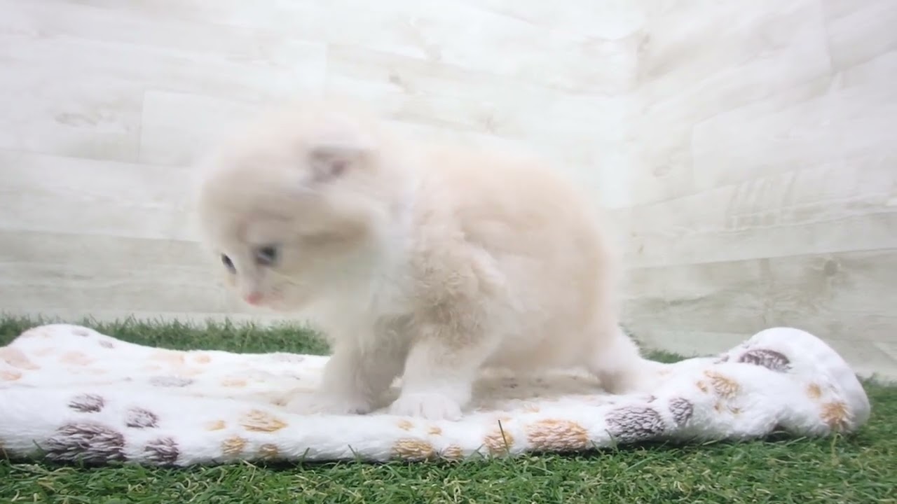 Coo&RIKU　No00637783 スコティッシュフォールド