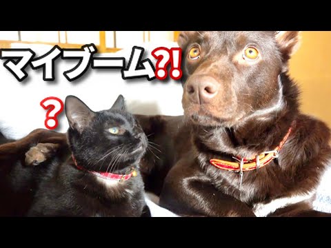 【ハマるとずっとそれ！子猫とワンコが離さないものとは？】@taipi 【切り抜き】