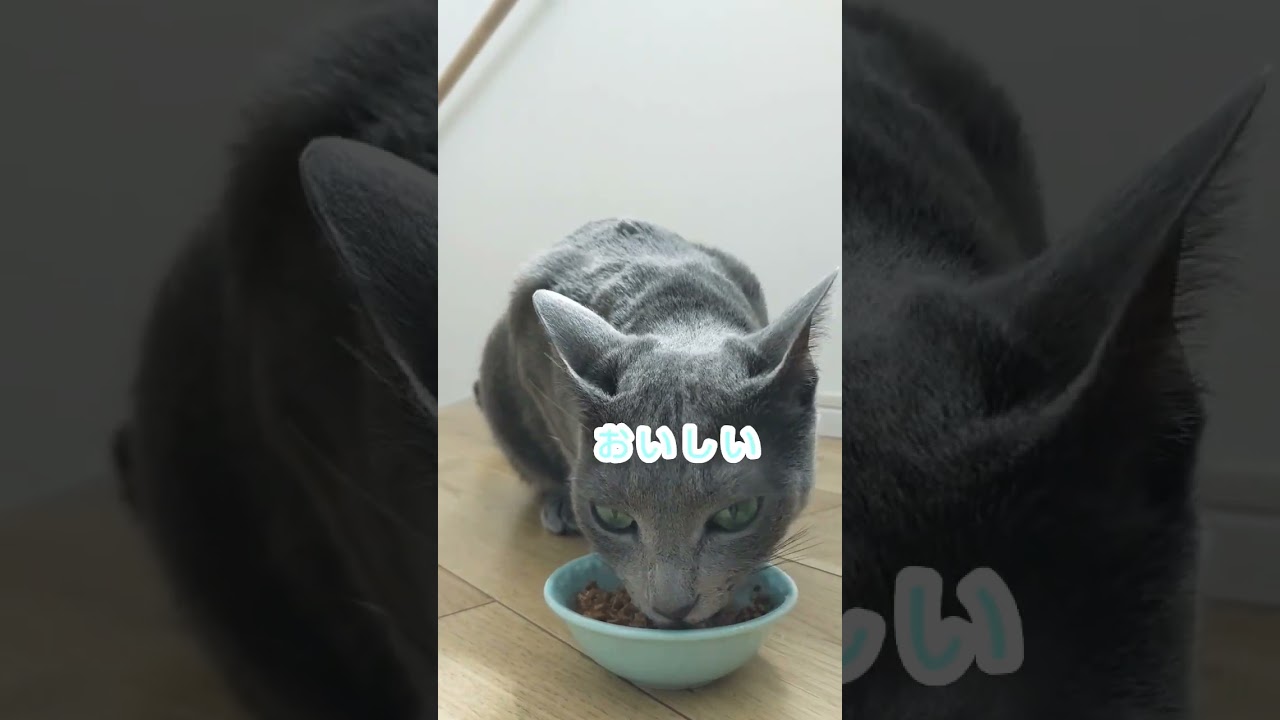 ごはんを食べて幸せそうなかわいいロシアンブルーを見て癒やされたい動画