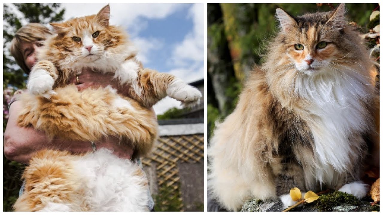 The Largest Norwegian Forest Cats