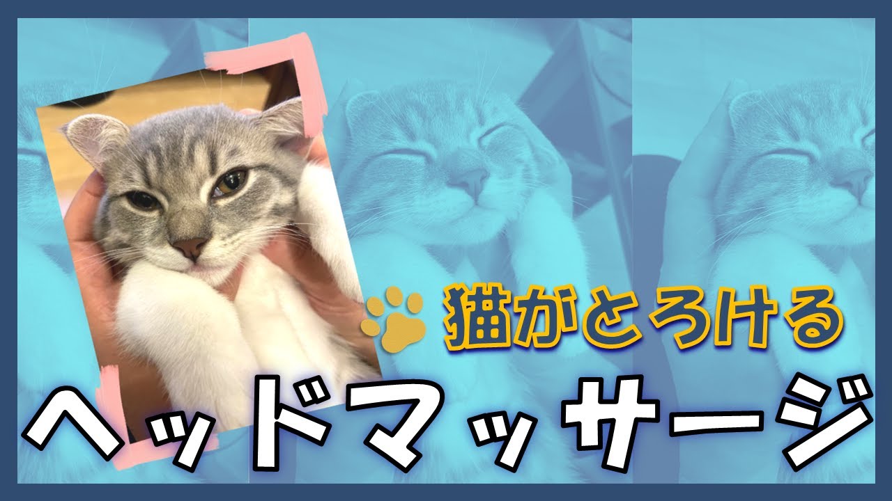 短足マンチカンにヘッドマッサージしてみた