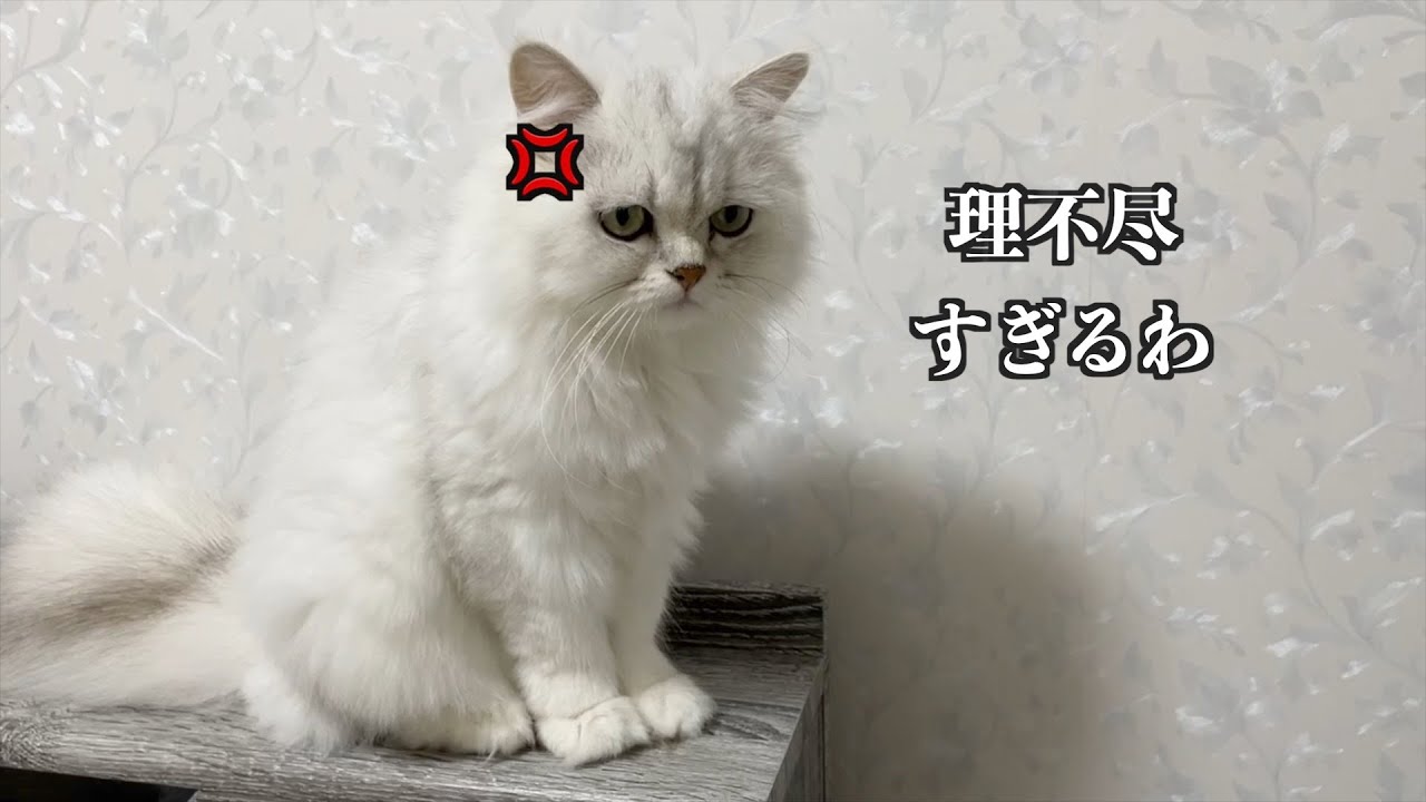 【ペルシャ猫】多頭飼いの悲劇！早朝叫び声が響きわたるリビングで一体何が？？