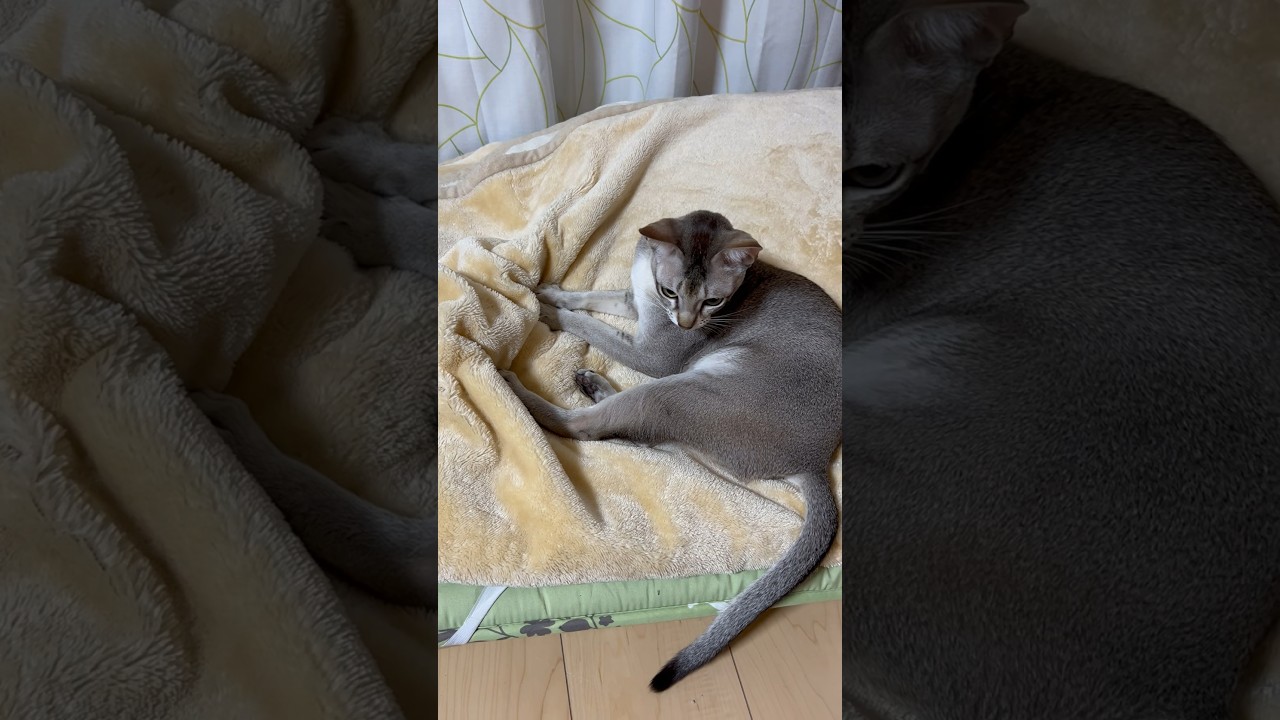 就寝前の一遊び