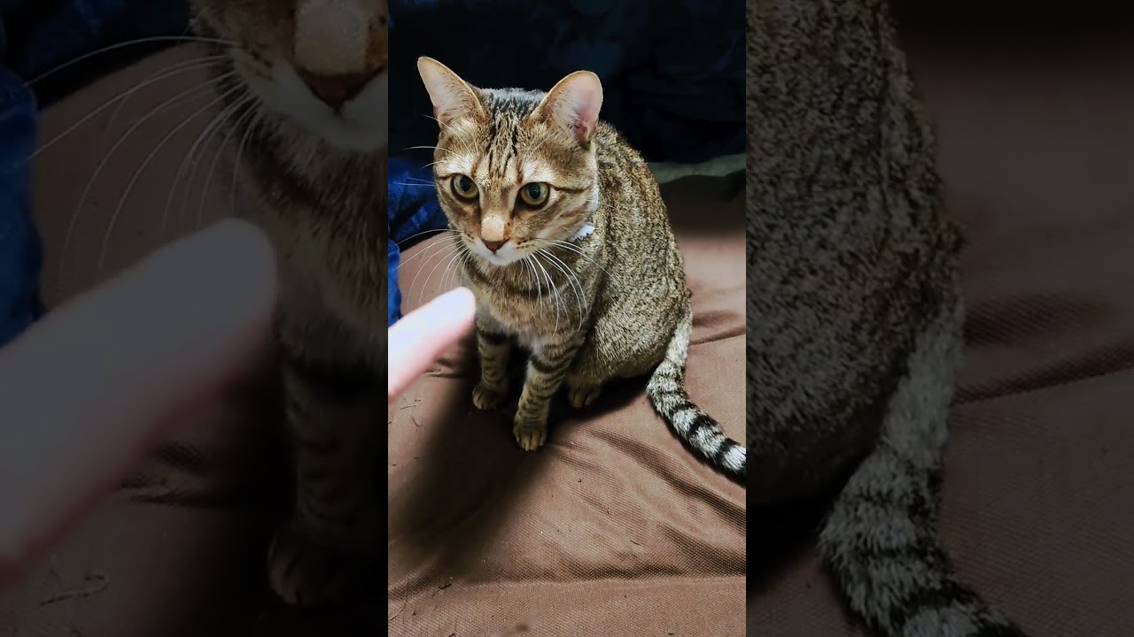 凶暴猫に挨拶してみると…？【 #shorts 】
