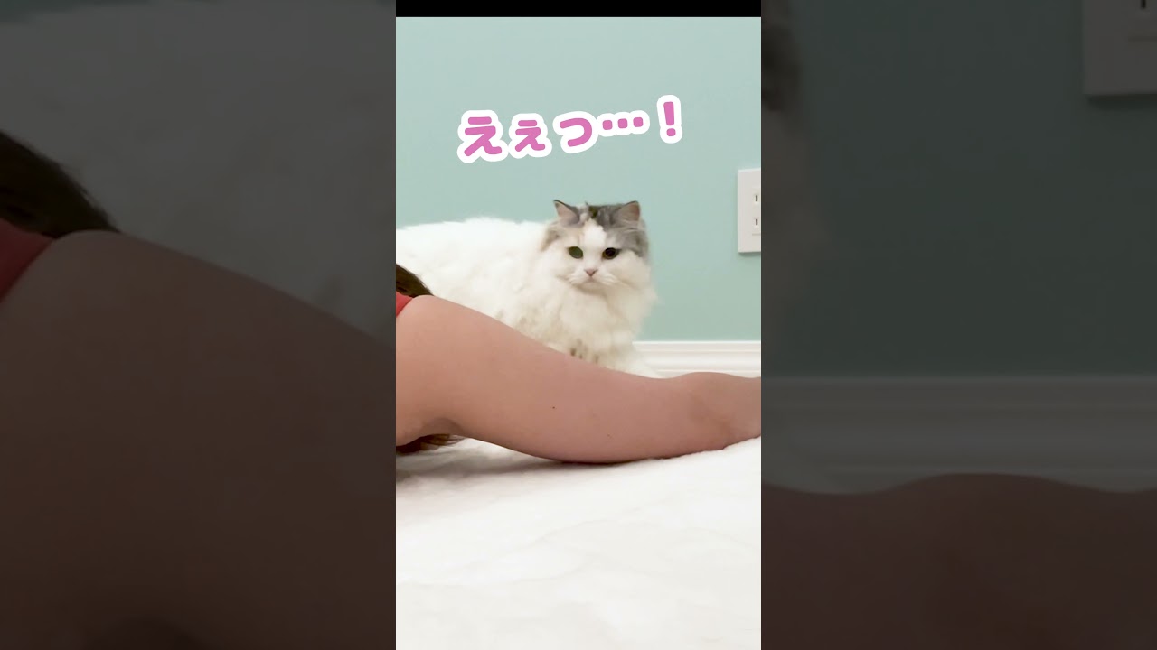 奥さんが突然倒れた時の猫の反応がこちら #Shorts