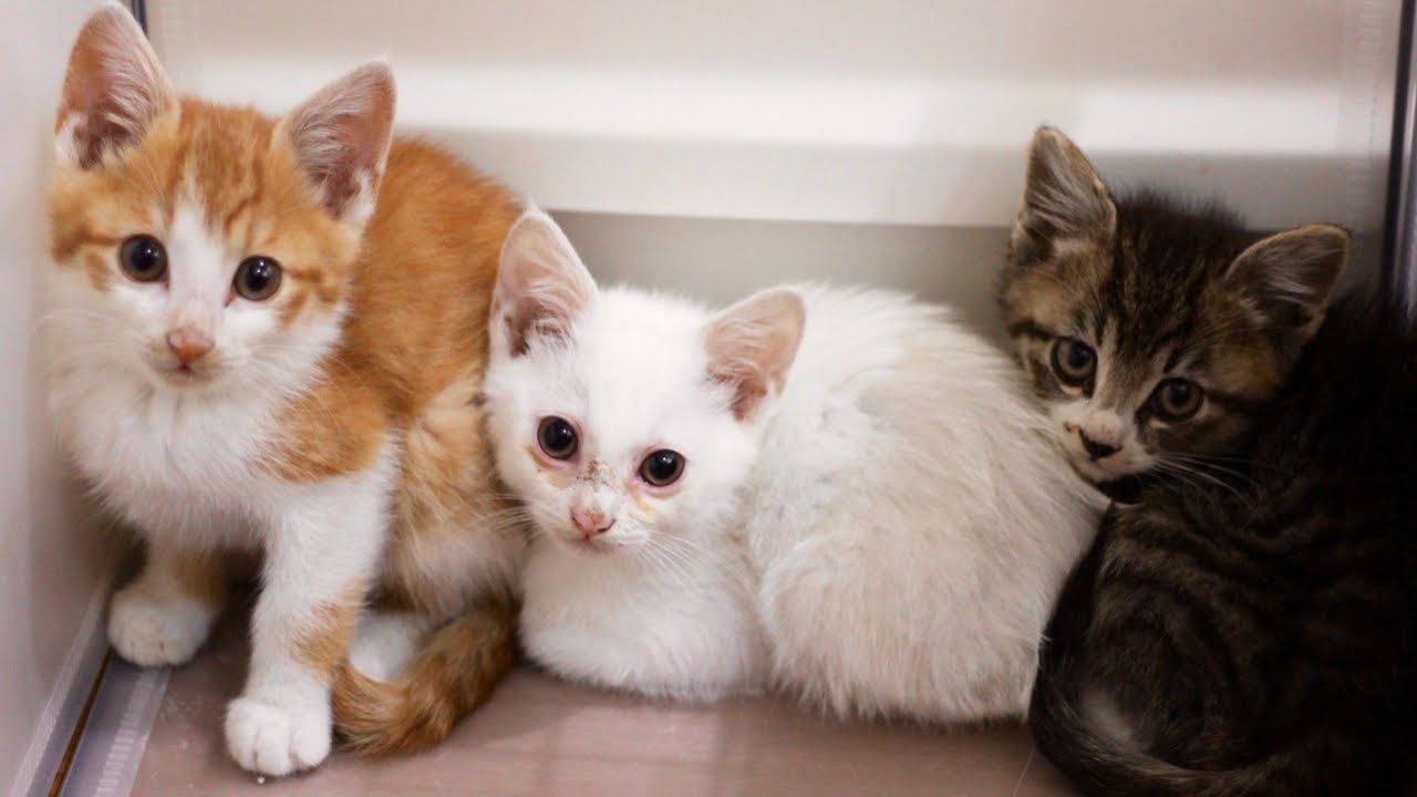 子猫には別の場所に移ってもらいました。