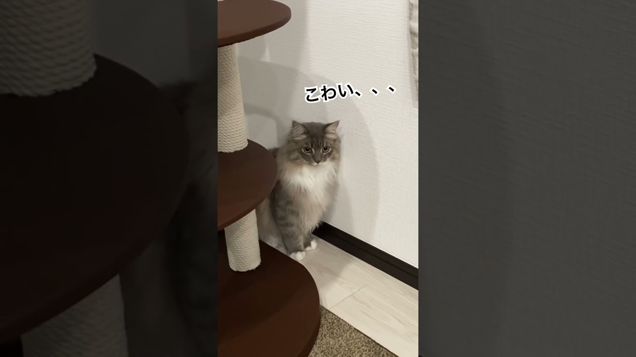 地震にびっくりして固まっちゃった猫 #ねこ動画 #サイベリアン #cat #shorts
