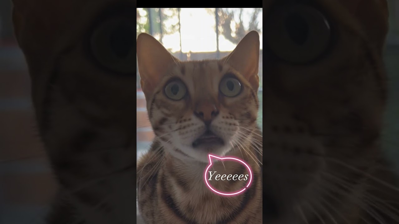 Cat manicure -  Bengal Cat