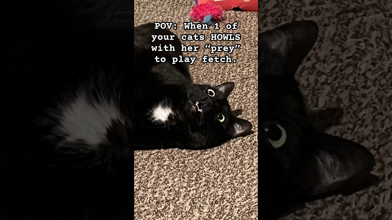 Short #8: Cat plays fetch?!*🎾 #fyp #catsofyoutube #comedy #play #blackcat #prey #cat #cats🐈‍⬛