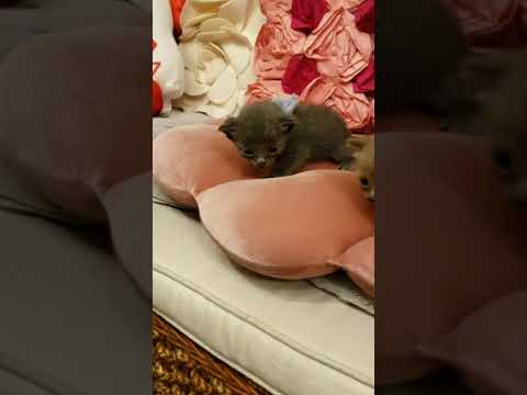 ボンベイ 可愛い目で見つめてくるブラウンの女の子(๑♡∀♡๑)