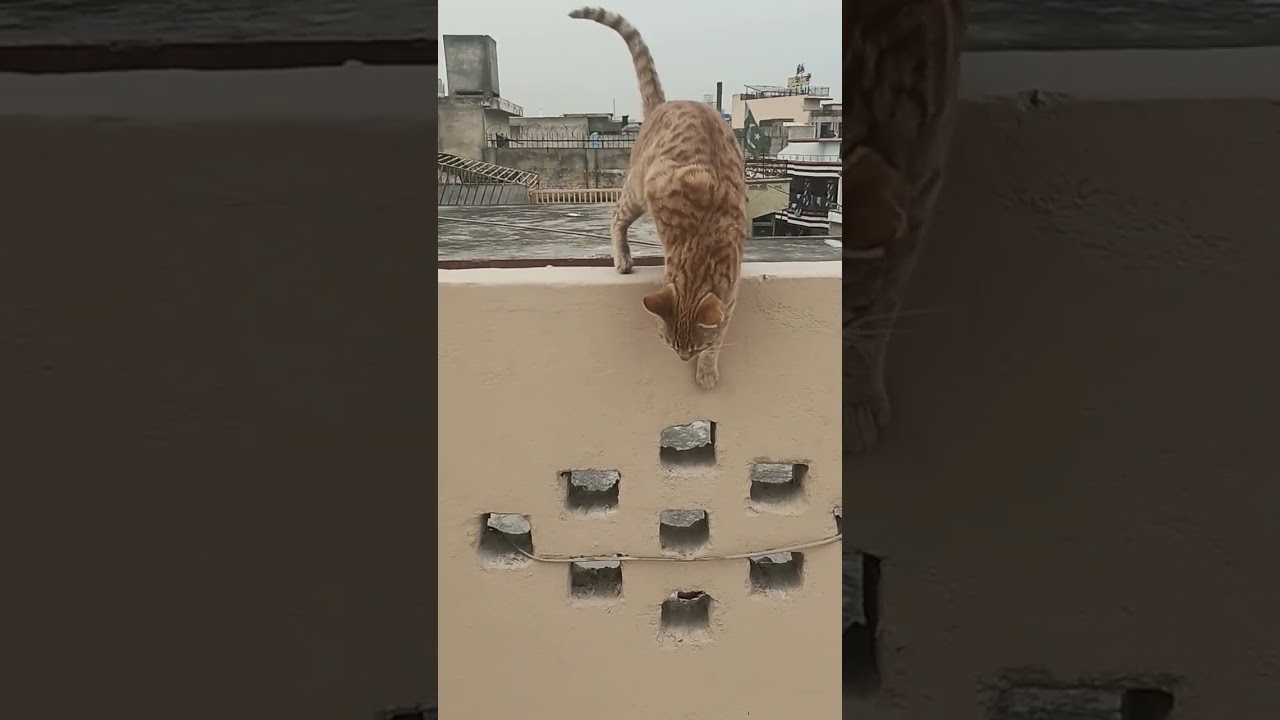 Beautiful Brown Cat at Roof Top #shorts #youtubeshorts