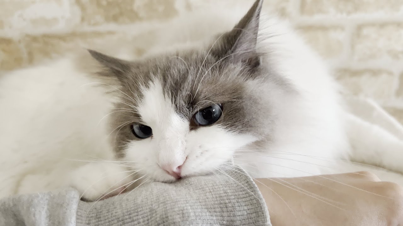 気分が乗らないときにモフると激怒してくるラグドール猫が怖すぎたw