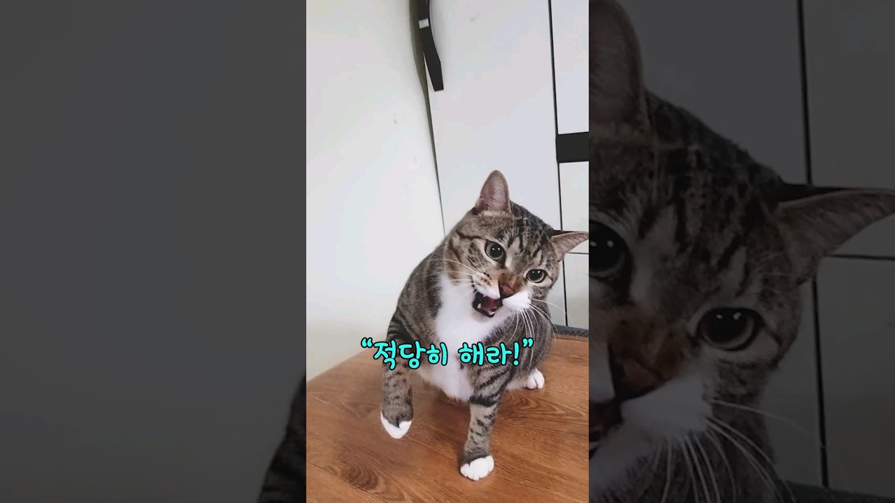 고양이 분노폭발? 하악질하는 이유 7가지 #shorts