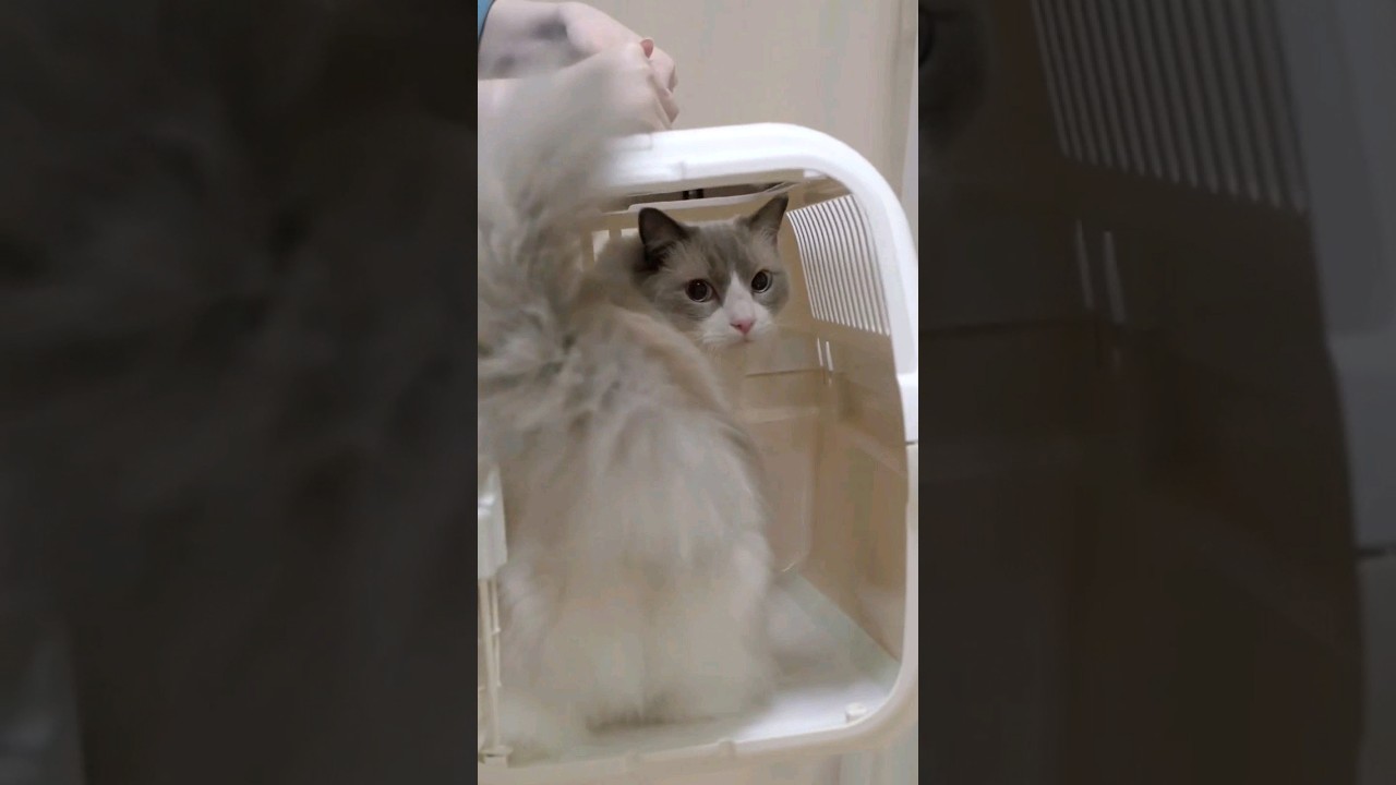 我が家流クレートの入り方 #猫 #ラグドール #cat #日常 #たるらて #shorts
