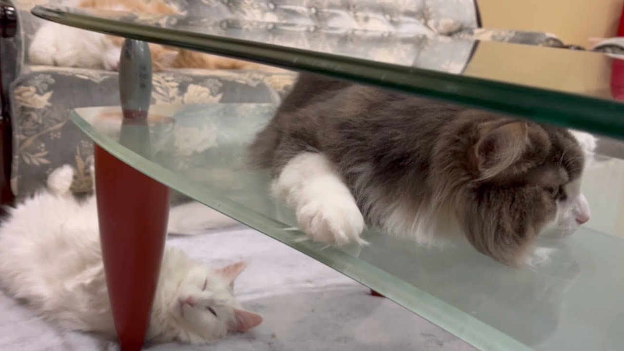 【かわいい❤︎】テーブルの間に挟まった、ノルウェージャンフォレストキャットwww