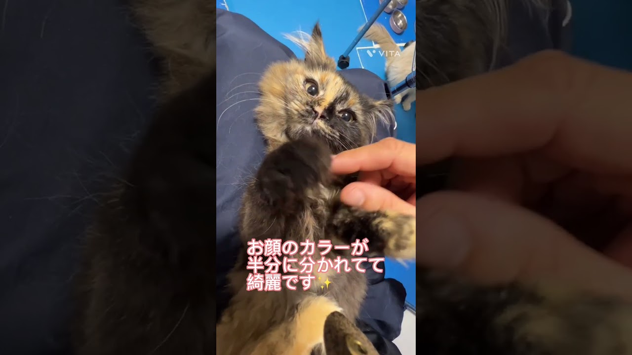 サイベリアン 今夏7月1日から都内で猫カフェオープン決定！ オープン記念として5万円お値下げしました。お顔のカラーが綺麗に分かれているので将来はインスタ映えしそうなお顔になりそうです。