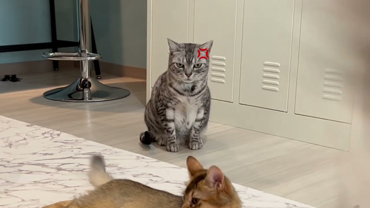 【ブチギレ】温厚エジプシャンマウがキレた理由は！？