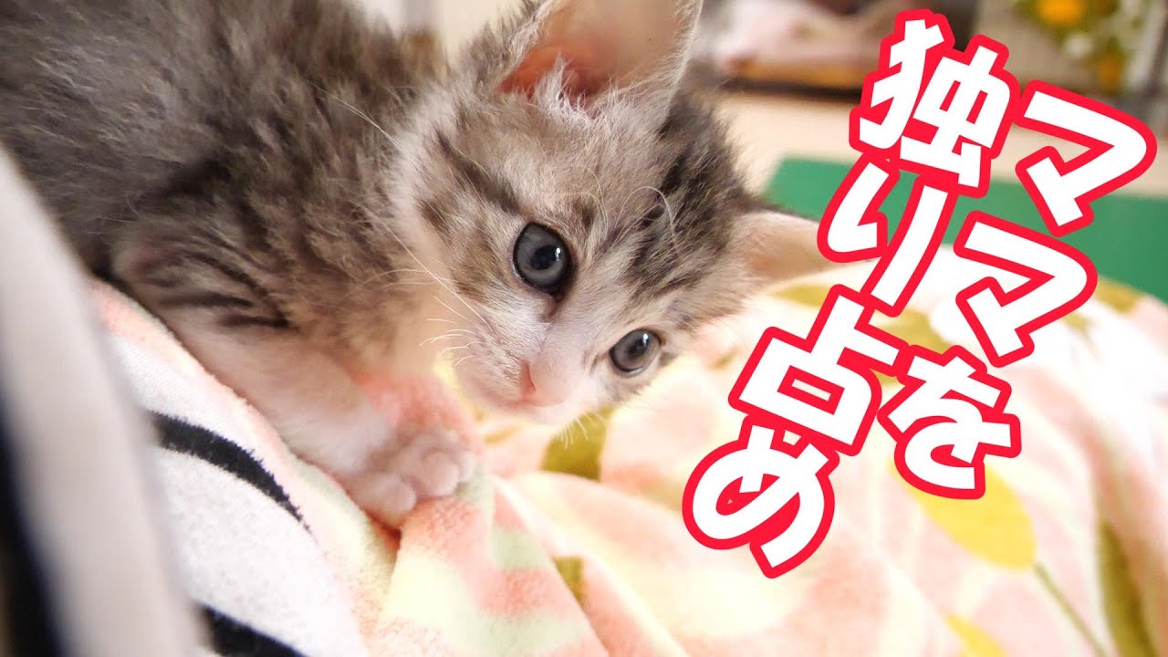 ママを独り占めして満足気な子猫【赤ちゃん猫　保護猫】