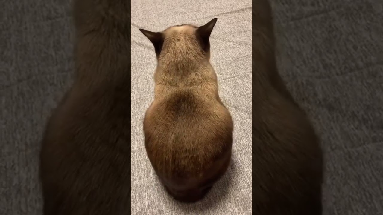 スルースキル100点！イタズラを無視するシャム猫