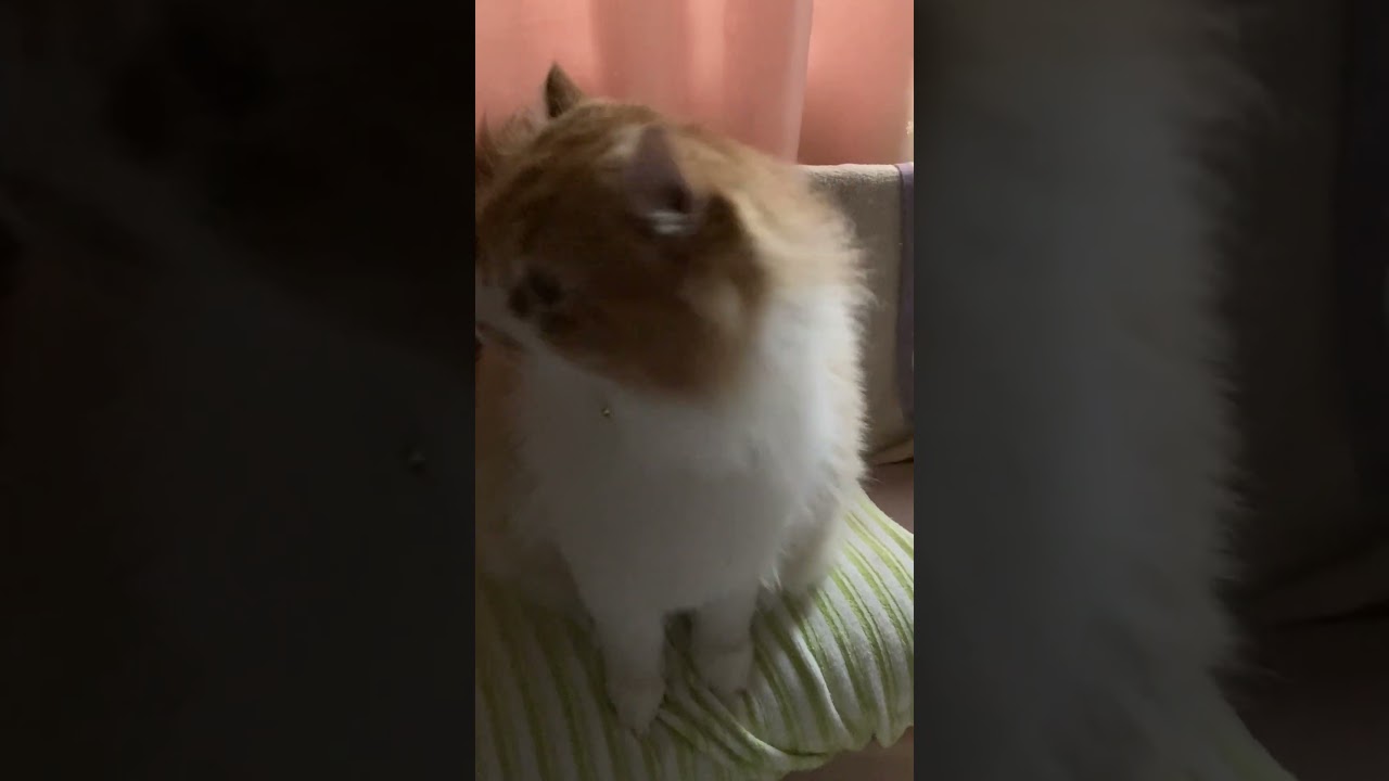 ママの寝息(笑) #shorts  #猫 #アメリカンカール #cat