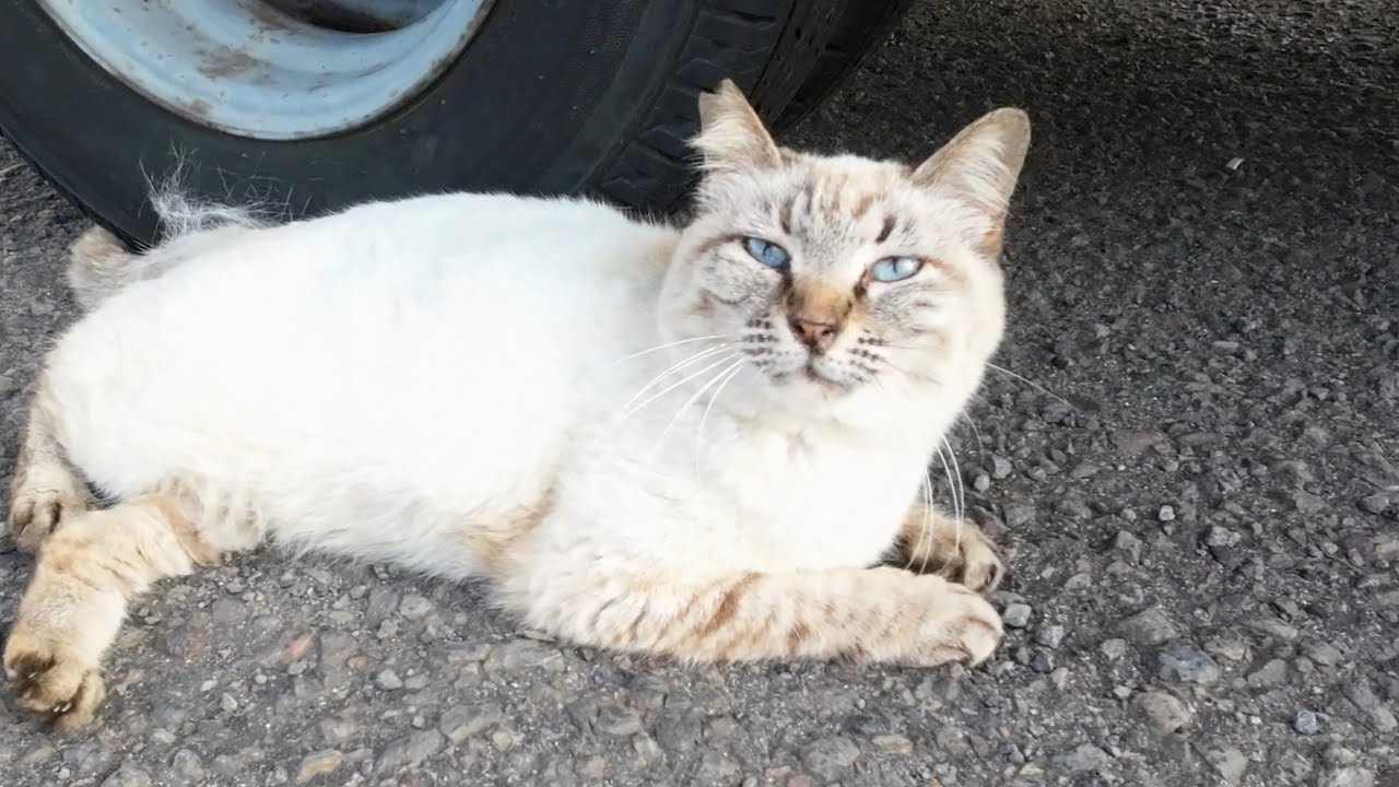 シャムミックス猫ちゃんナデナデするとおっとりした表情が可愛いです