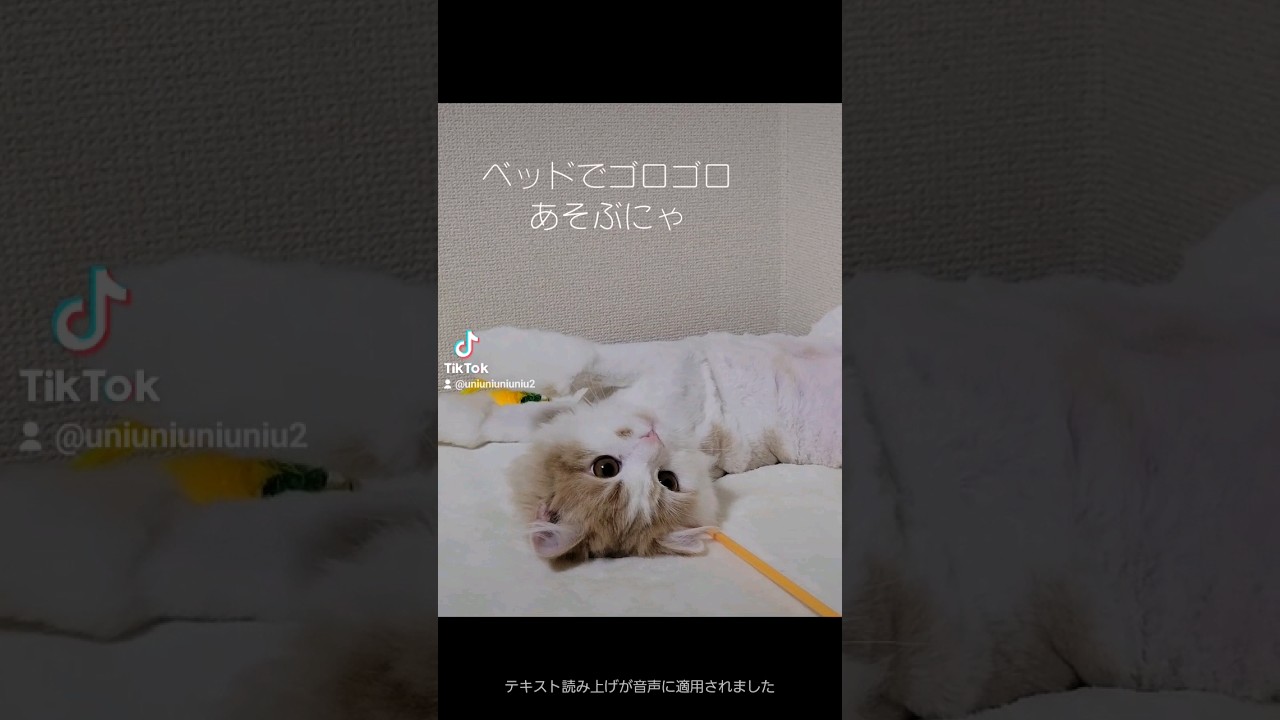 ベッドでゴロゴロが至福にゃ #ラガマフィン #猫動画 #子猫 #cat #癒し #サマーカット