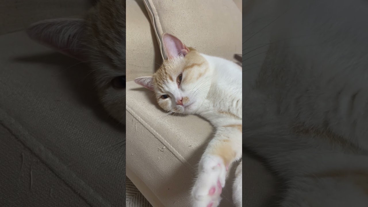 ブラッシングが気持ちいい猫 #cat #スコティッシュフォールド #猫 #cute #tiktok #猫動画 #かわいい #癒し #catcute #catlover